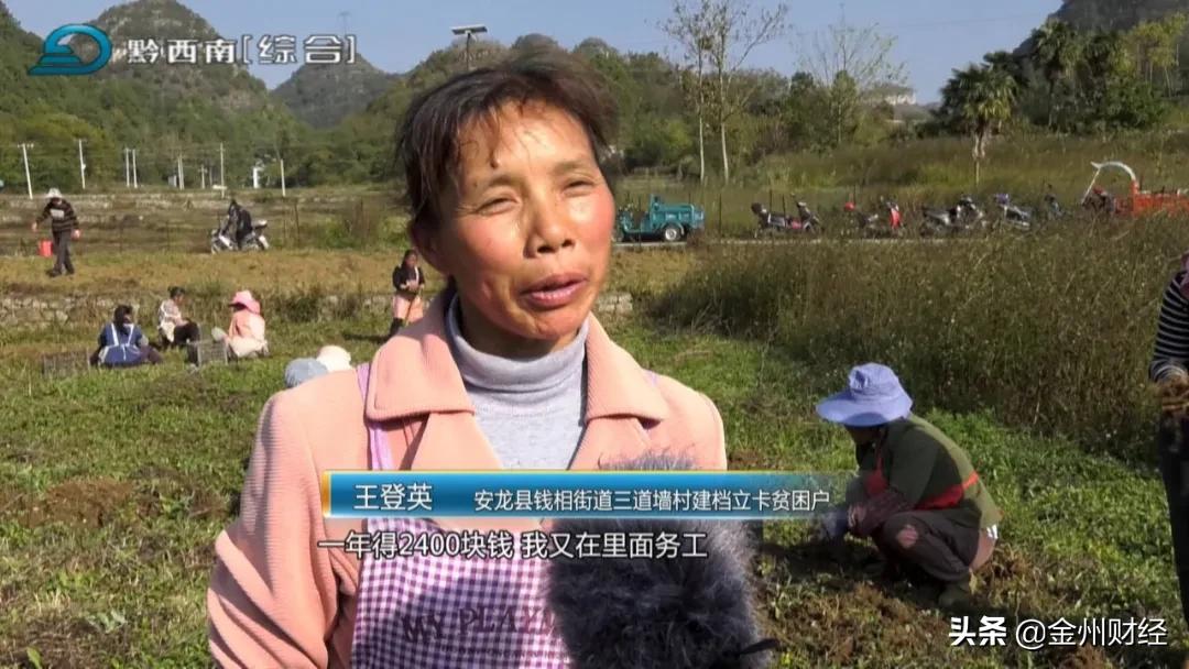 「财富故事」安龙:5000亩白及喜获丰收亩产达6000斤