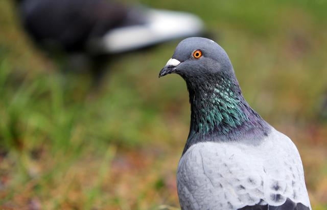 赛鸽单眼伤风的治疗与预防,赛鸽发烧会引起单眼伤风吗