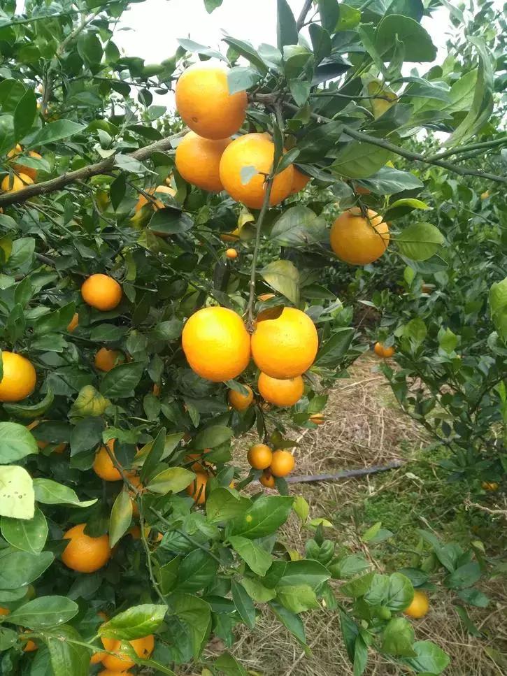 贡柑柑橘,柑橘沃柑和脐橙的区别