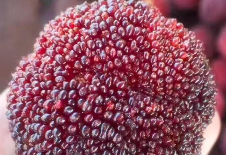 消暑水果帮你轻松过大暑,夏天吃什么水果降暑养胃效果好