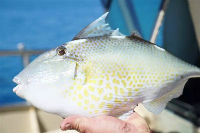 巴厘岛鱼种类,巴厘岛的海胆