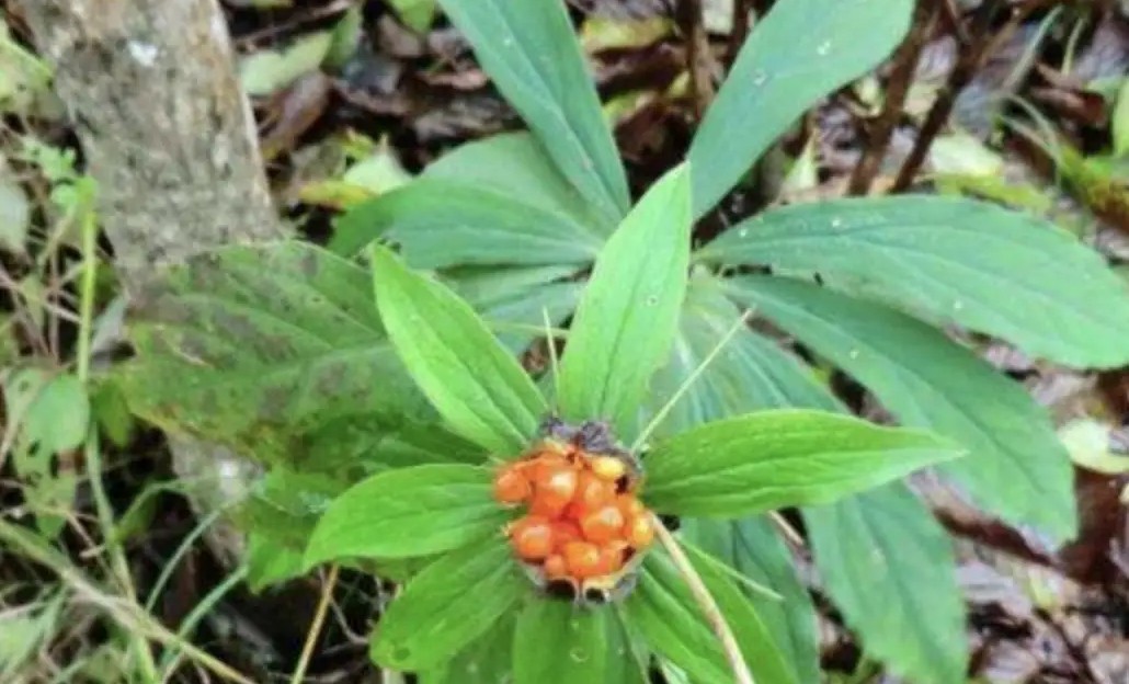 热带雨林最珍贵的植物,七叶一枝花濒危植物