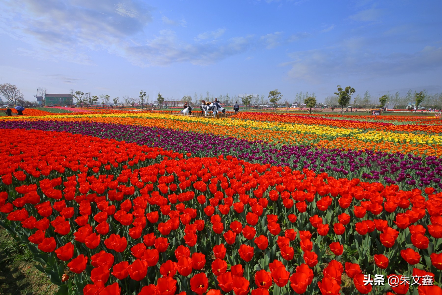 江苏大丰荷兰花海门票多少钱一张,大丰盐城荷兰花海