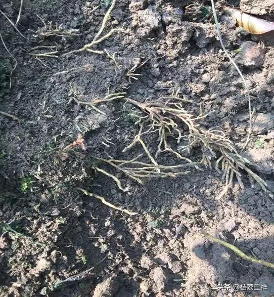 青柑橘如何快速变黄,柑橘怎么防黄叶