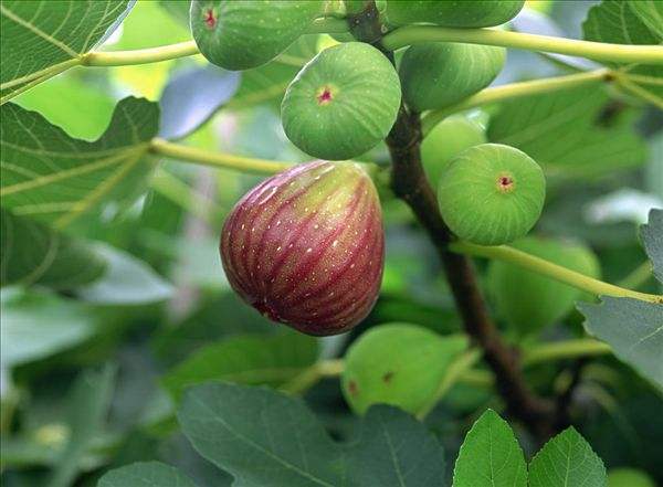 适合懒人种的新型果树,果树都是三级枝条结果吗