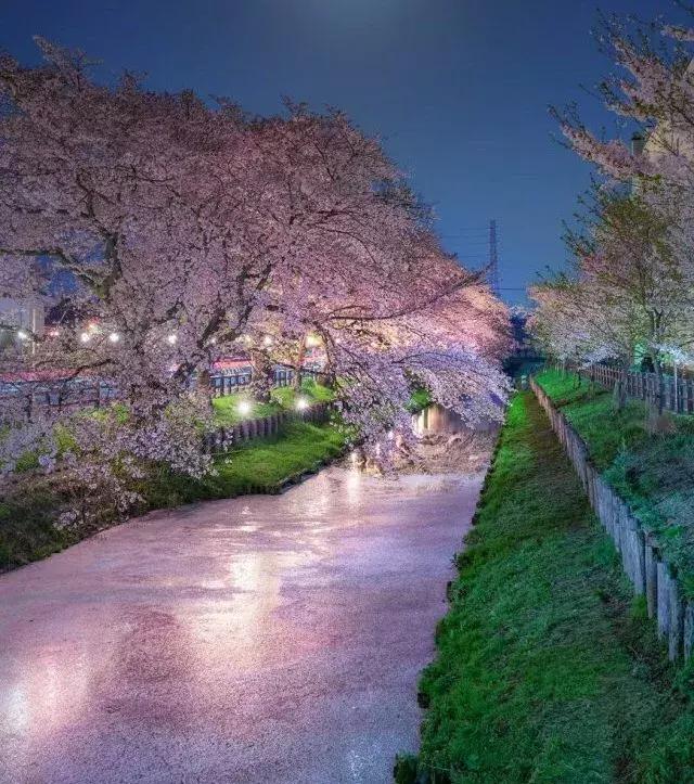 花筏多肉和钻石锦一样吗,多肉植物科普讲解图片欣赏
