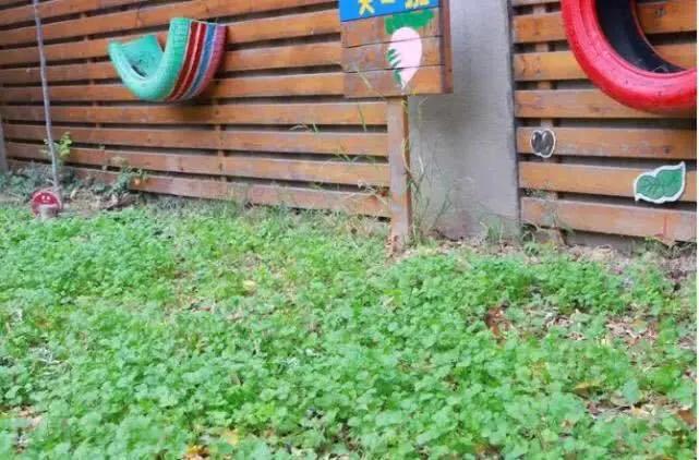 鸿容幼儿园怎么样,郑州鸿容幼儿园