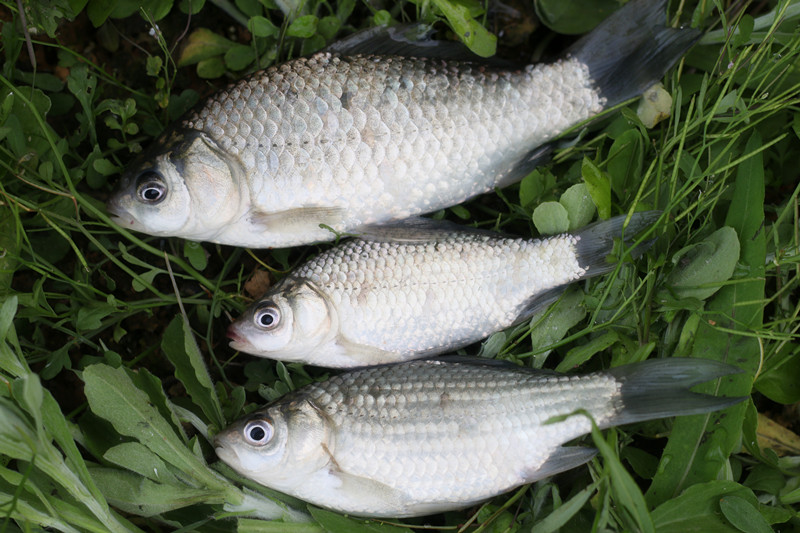秋冬垂钓如何避小杂鱼,夏季钓鱼为什么容易空军