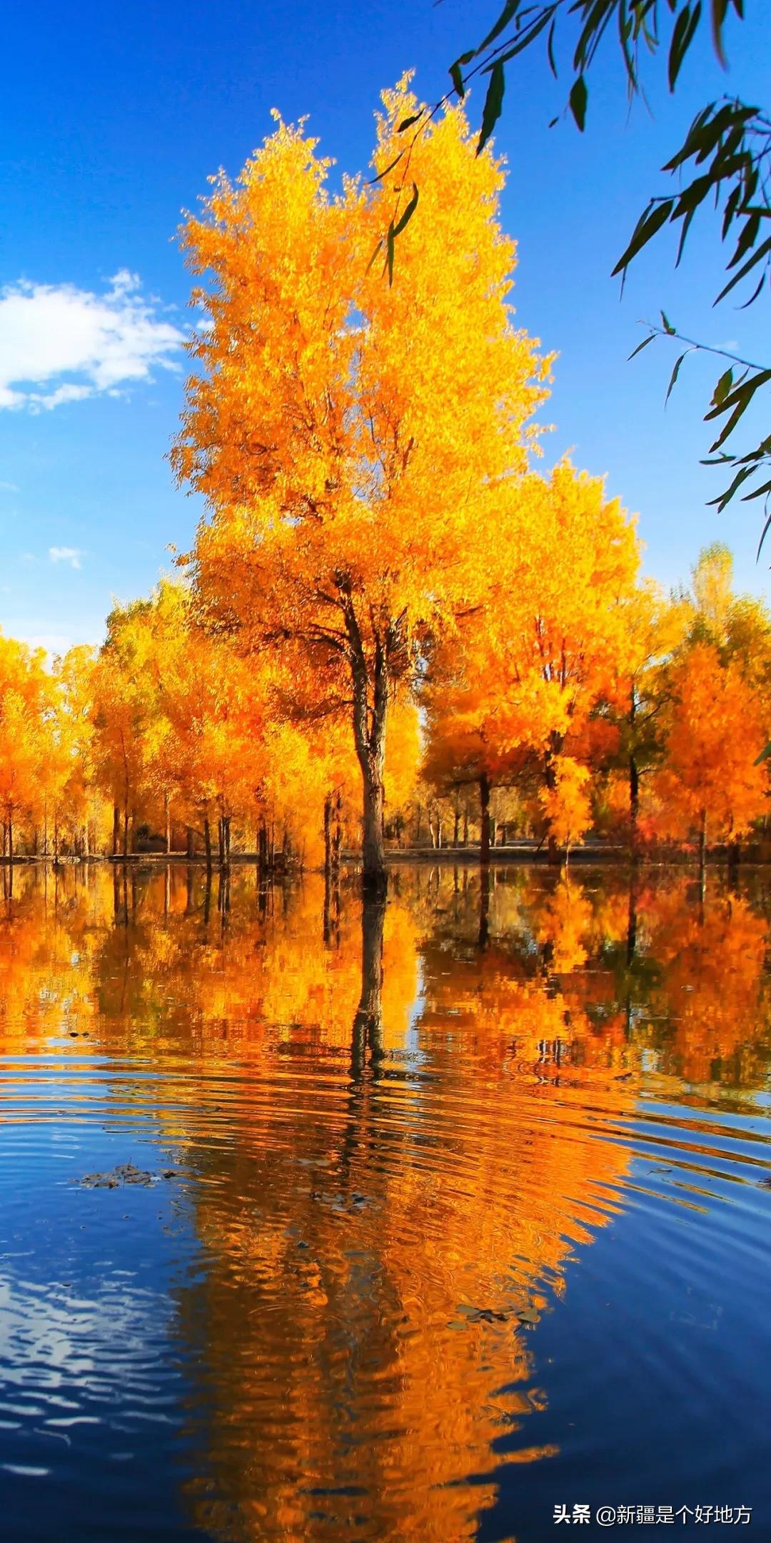 金秋游新疆全景图,喀什金秋风景