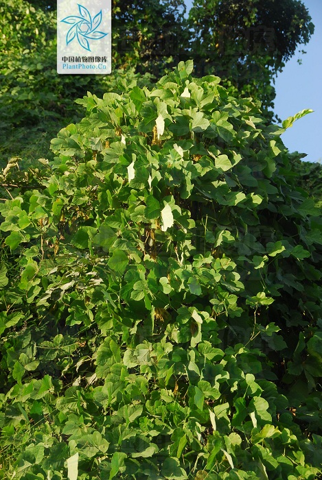 藁本神农本草经,神农本草经葛根原文