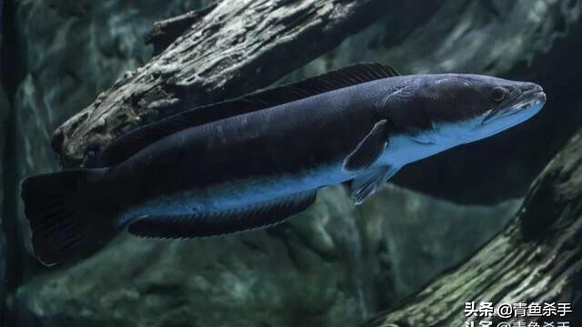 雷强钓黑鱼技巧教学视频,雷强钓黑鱼用什么饵