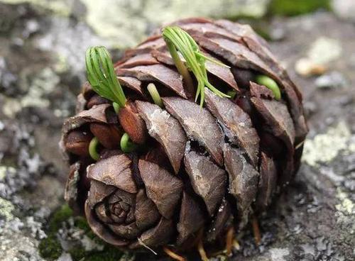 不值钱的松果图片,不值钱的松果图片大全