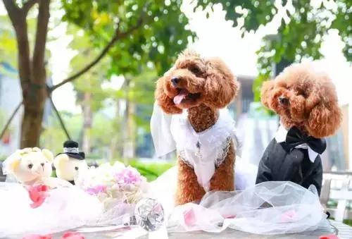 开宠物店一年能赚多少钱,开宠物店一个月可以赚多少钱