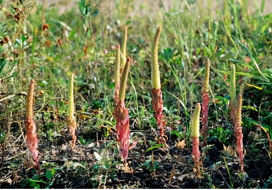 淇濆瓨鍗佸嚑骞寸殑閲庣敓鑲夎媮钃夊灏戝厓 (鍒氭寲鍑虹殑閲庣敓鑻佽搲浠锋牸)