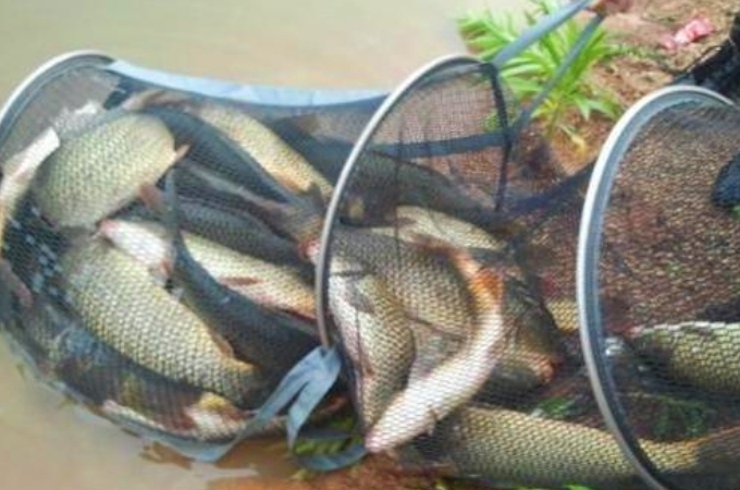 野钓用特效饵,五种逆天钓饵骨灰级钓友一定用过