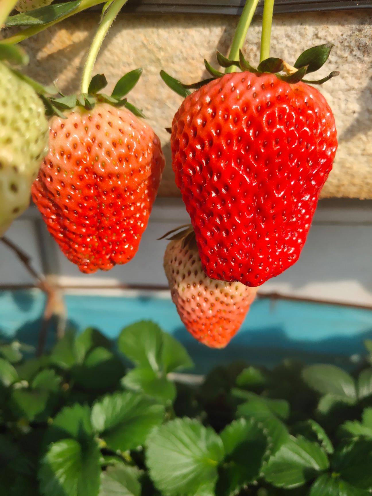 怎么辨别真假丹东草莓 (丹东九九草莓真假鉴别)