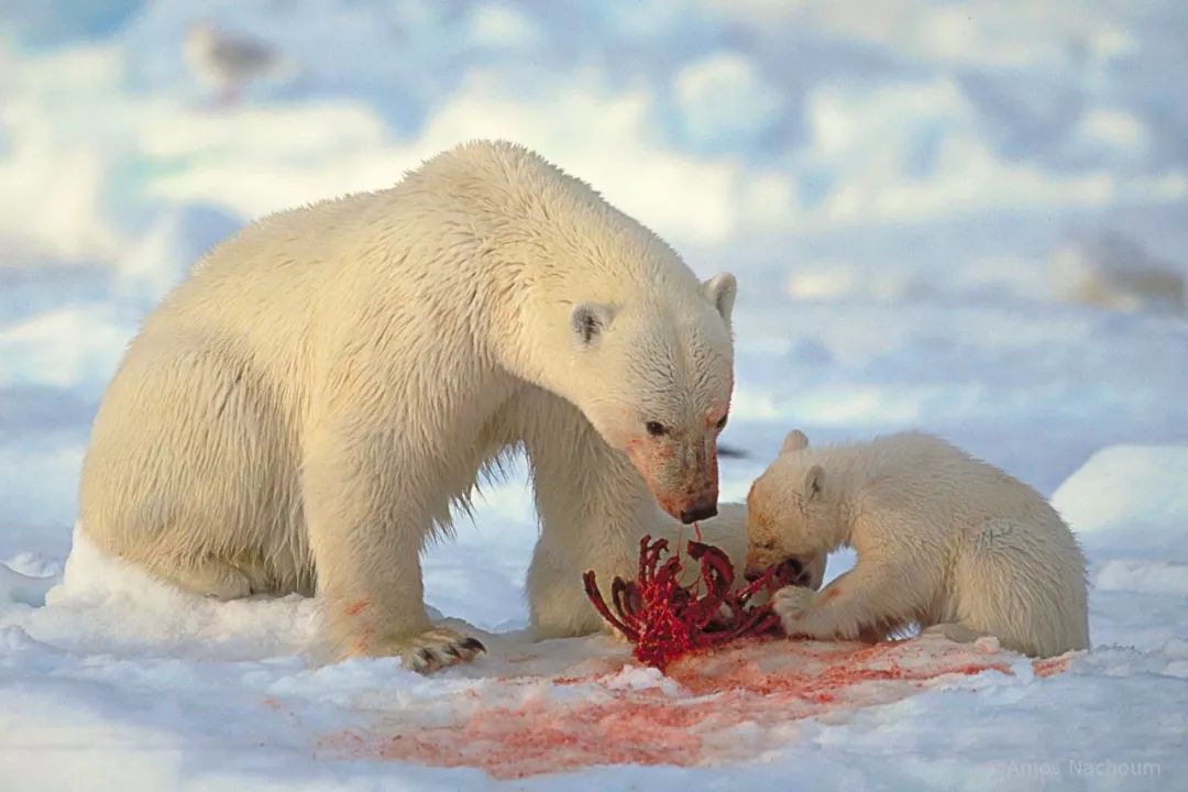 73岁老人被狼追杀,人类被鲨鱼猎杀的惊恐瞬间