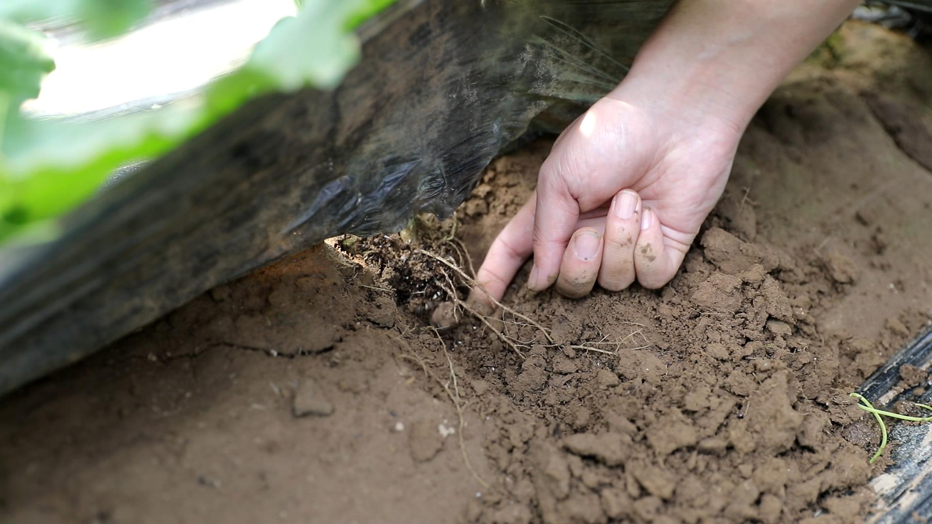 肥料不腐熟，叶片枯萎发黄，难道只能拔掉吗？教你一个补救措施