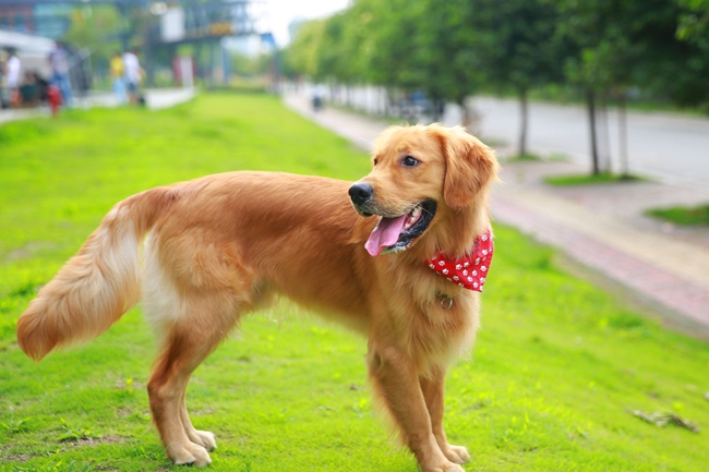 金毛恶性肿瘤会不会传染,金毛肿瘤能治好吗