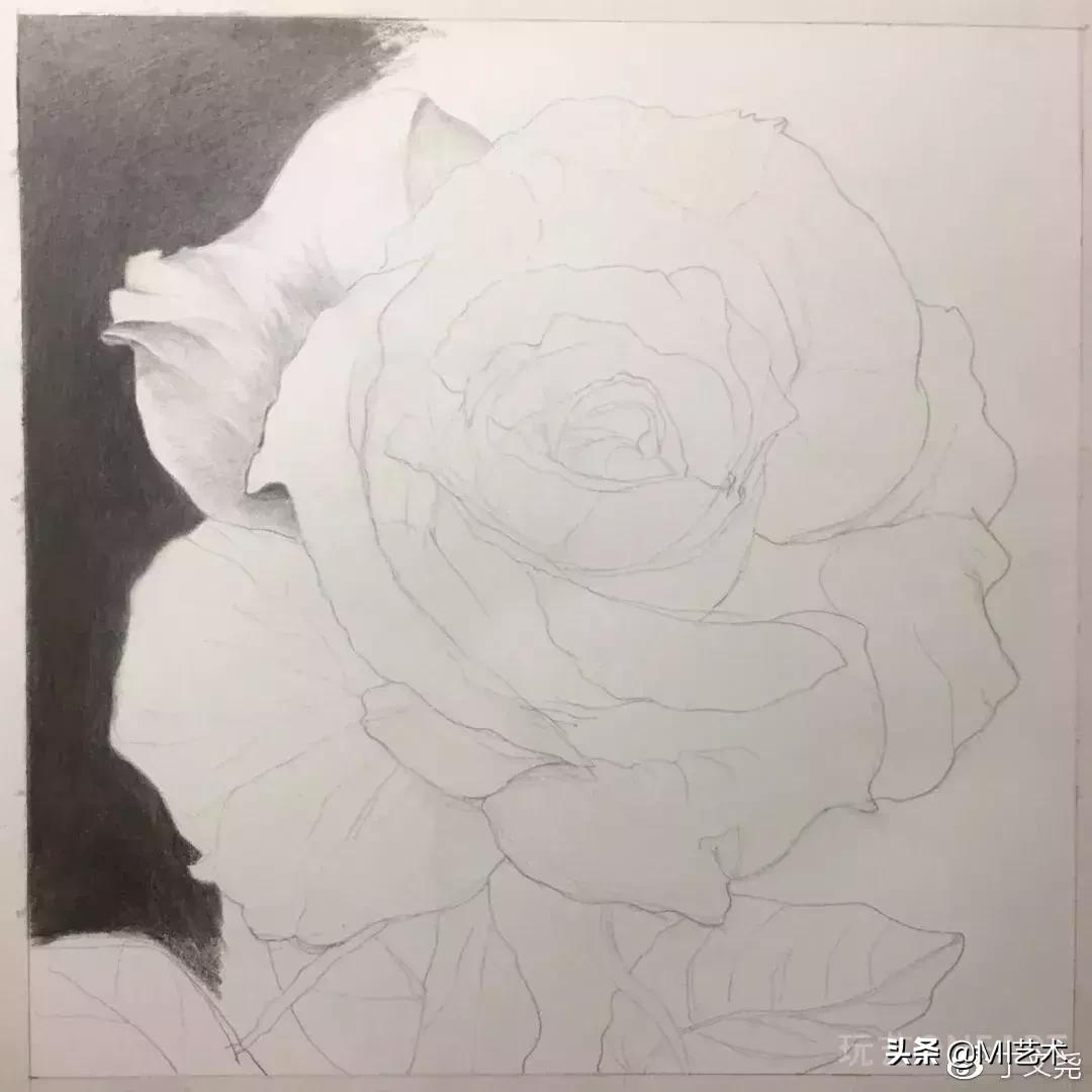 玫瑰花素描临摹高清图片,素描教程画花朵