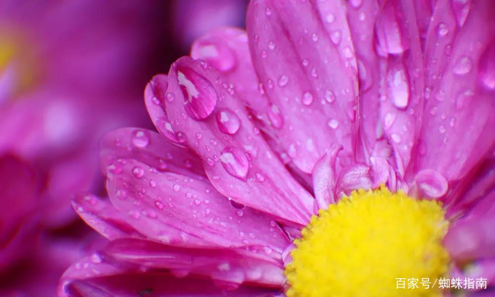 重阳节赏菊花的介绍,赏菊打卡好去处