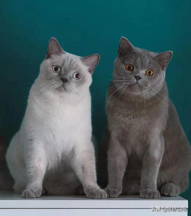 装修清单及购买顺序,装修顺序及主材购买顺序清单