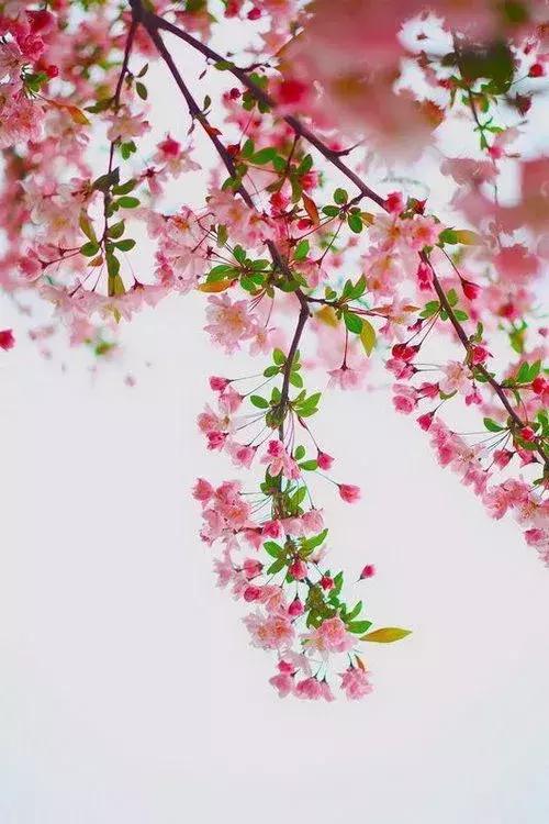 夜深花睡去全诗,夜深花睡去最是念故人