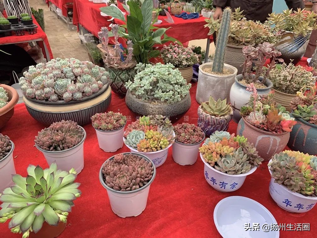 2元花盆批发,2元左右的花盆