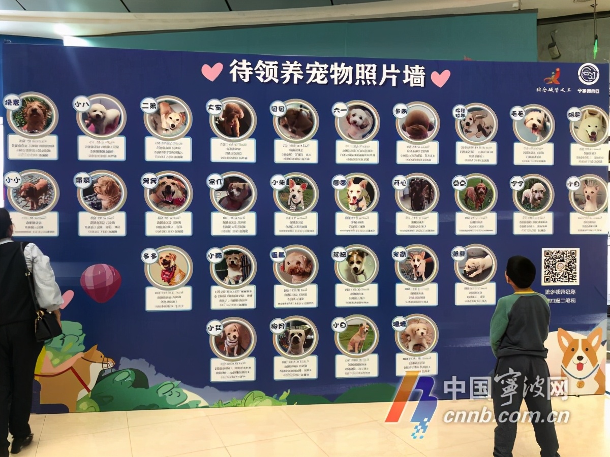 以领养代替购买北仑这场活动为30条流浪犬找“新家”