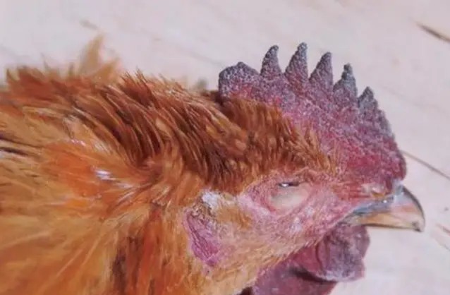 鸡瘟的原因,发生鸡瘟死鸡怎么处理