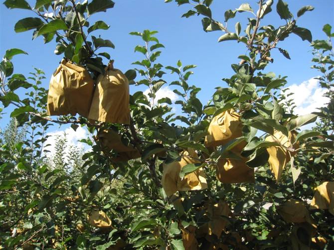 苹果膜袋快速套袋法,苹果套袋注意事项