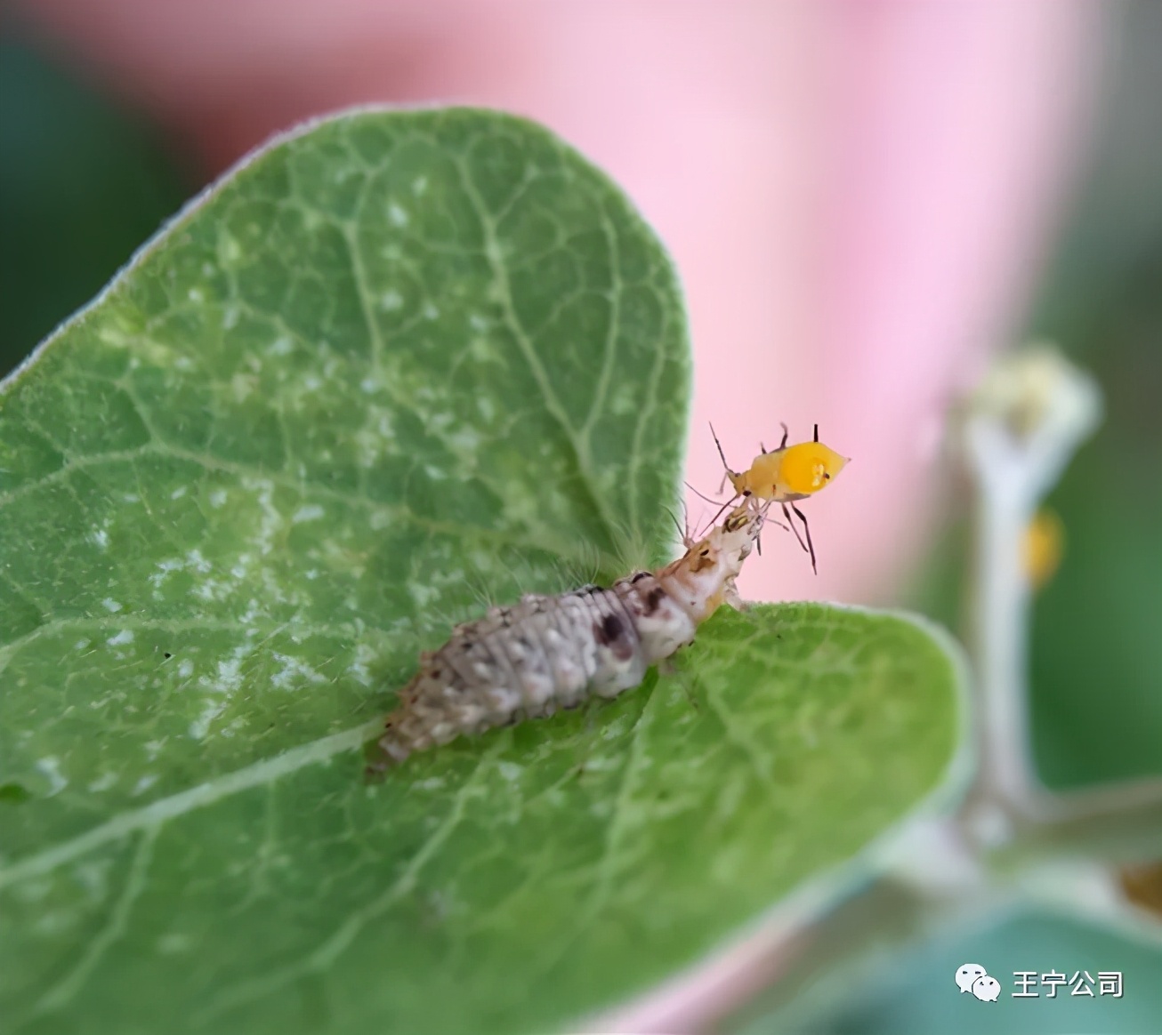 夏播玉米虫害图片大全,玉米虫害图谱高清大图