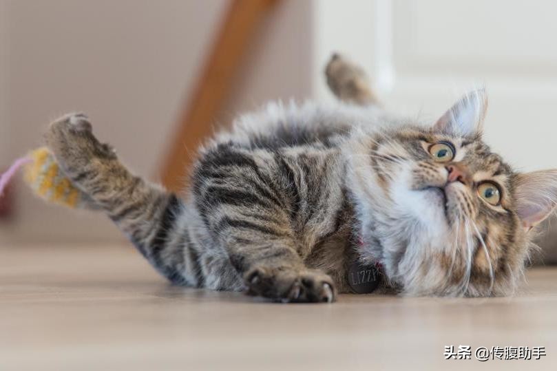 你家传腹猫在治疗过程中有定期复查吗？