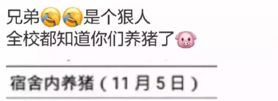 宿舍把小香猪养到300斤,大学生养小香猪