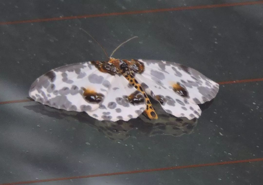 传说中的蛊虫真的有吗,传说中的扑棱蛾子