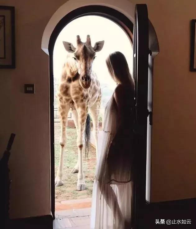 吃长颈鹿治艾滋病?为保护谣言下的生命他们建了家世界唯一的酒店