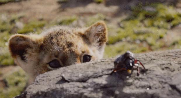 简单聊聊狮子王到底值不值得看,狮子王值得入手吗