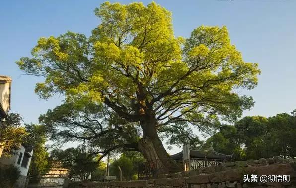 江苏旅游西山岛攻略图文,内湖洞庭西山岛