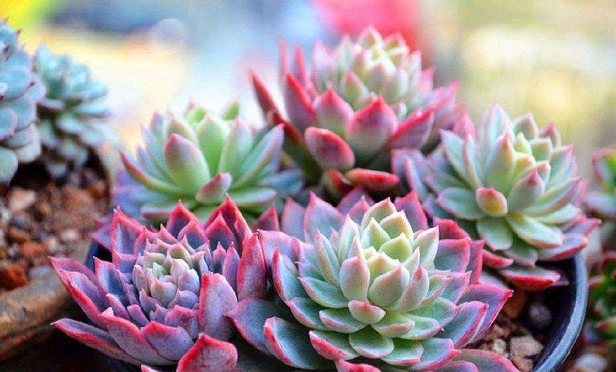 一年四季都适合种的花好养,好养的花有哪些适合一年四季养