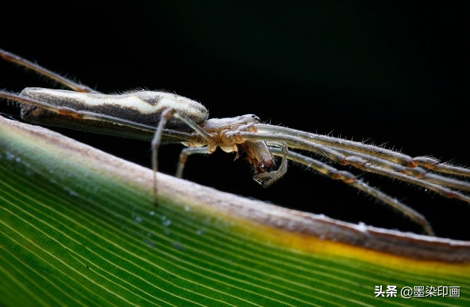 拍摄参数与技巧完全剖析微距摄影,微距拍摄技巧图片大全