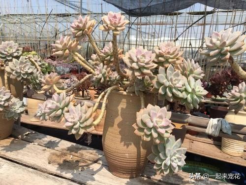 十大最漂亮的多肉植物名字,常见观赏多肉植物名字大全