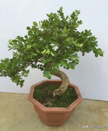 客厅养什么比较旺财,家里养什么对风水好招财走运