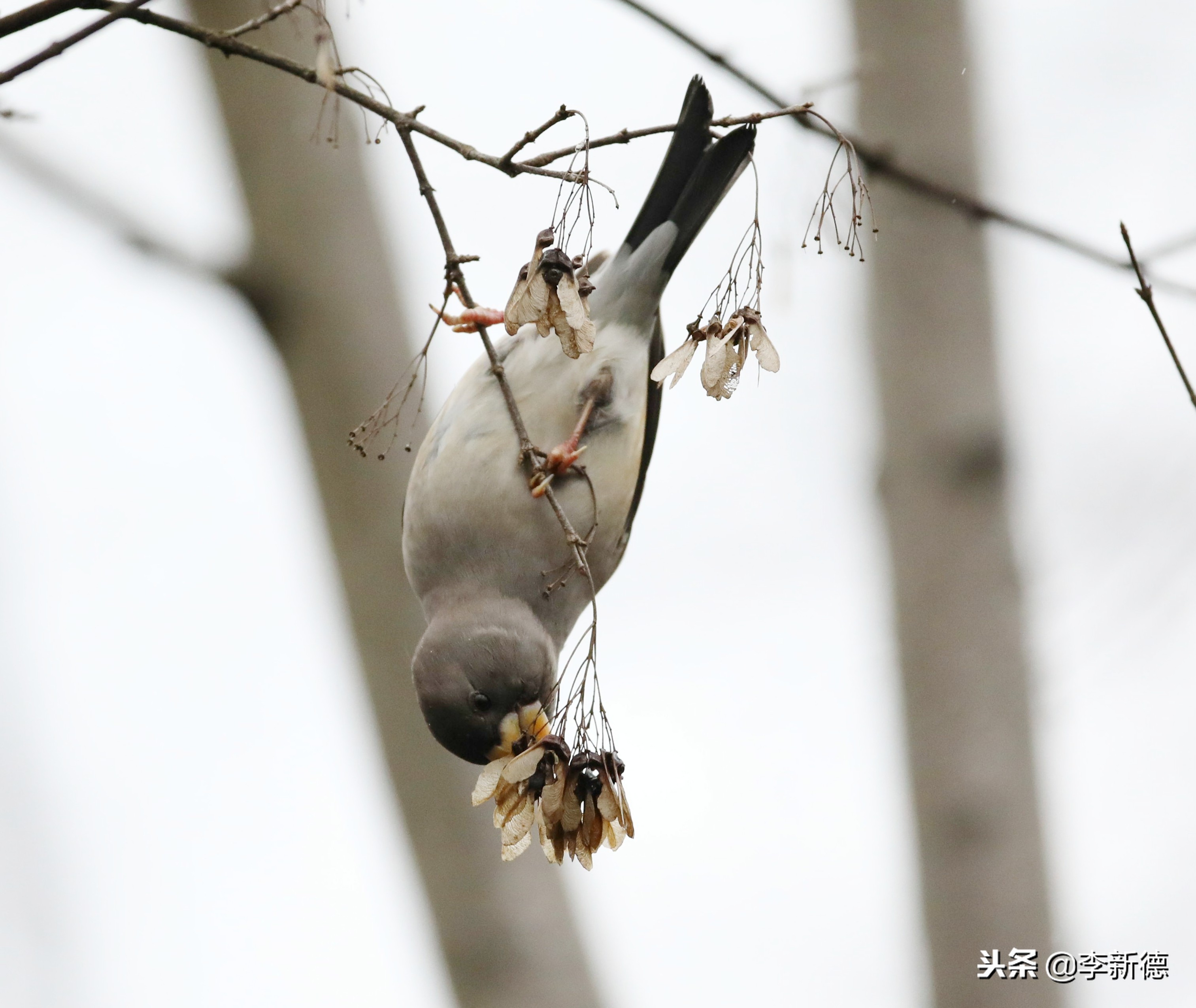 合肥望江西路蜀峰湾,合肥蜀峰湾有什么鸟