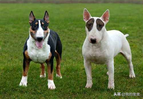 牛头梗十大恶犬排名,世界名犬为什么不建议养