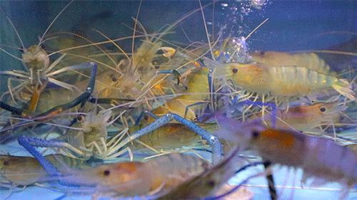 武汉高逼格火锅,武汉高评价海鲜火锅推荐