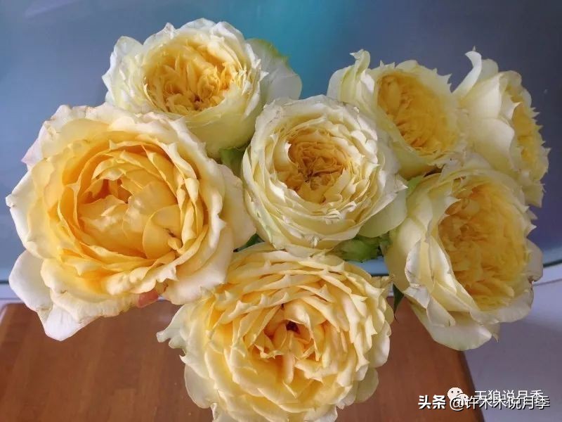 月季扦插发芽又枯萎是什么原因,月季扦插的都发芽了怎么就蔫了