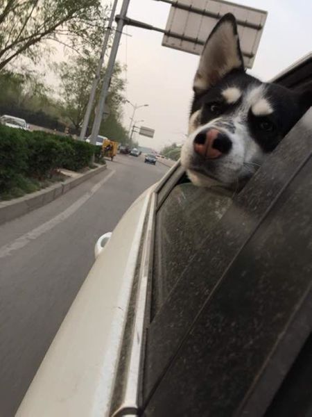 为什么哈士奇那么二,为什么哈士奇号称二哈