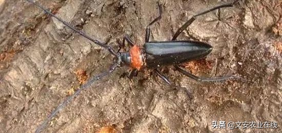 地下害虫怎么防治效果最好,多种地下害虫的防治方法