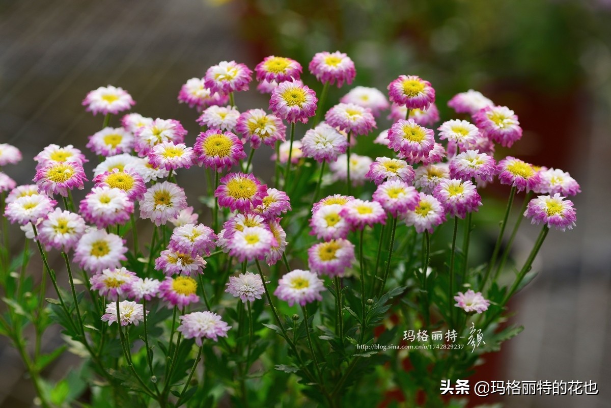 花园里四季常青的树,花园里四季都绿的植物