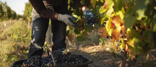 一瓶真正的自然酒的诞生丨Zorzal酒庄专访